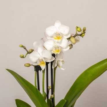 Storczyk miniaturka w osłonce