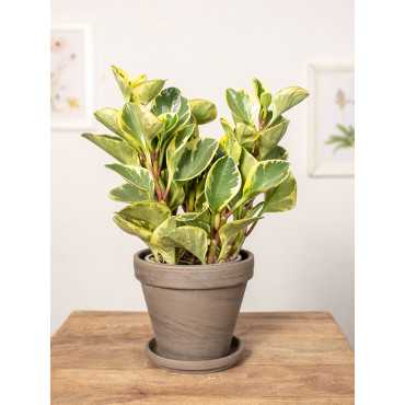 Peperomia obtusifolia 'Variegata'