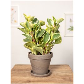 Peperomia obtusifolia 'Variegata'