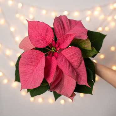 Poinsecja 'Premium Lipstic Pink'