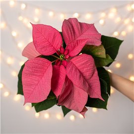 Poinsecja 'Premium Lipstic Pink'
