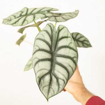 Alokazja 'Silver Dragon'