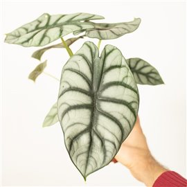 Alokazja 'Silver Dragon'