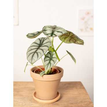 Alokazja 'Silver Dragon'