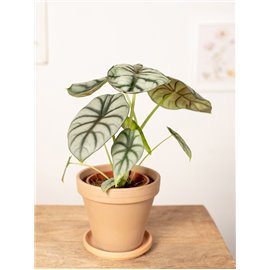 Alokazja 'Silver Dragon'