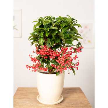 Ardizja karbowana | Czerwona