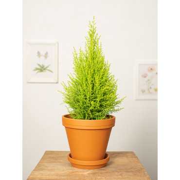 Cyprysik 'Goldcrest Wilma'