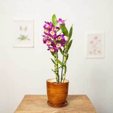 Dendrobium szlachetne | Różowe Dendrobium szlachetne | Różowe