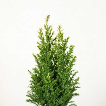 Cyprysik 'Snow White'