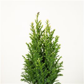 Cyprysik 'Snow White'