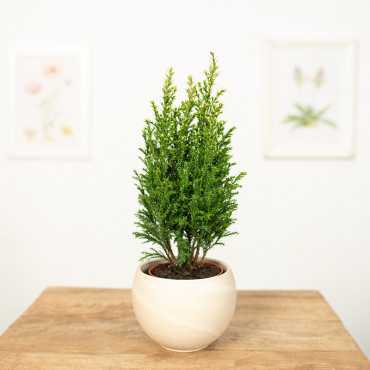 Cyprysik 'Snow White'