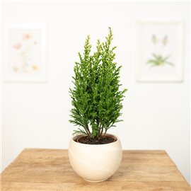 Cyprysik 'Snow White'