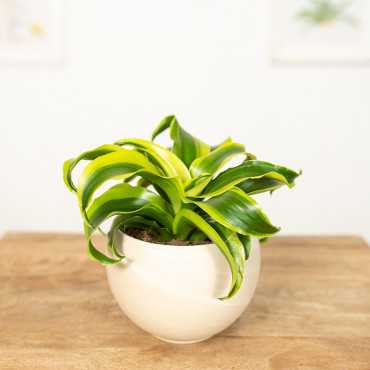 Dracena 'Tornado'