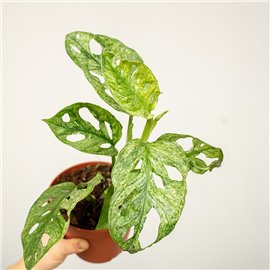 Monstera adansonii 'Mint'