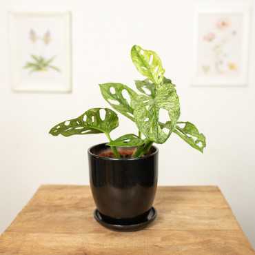 Monstera adansonii 'Mint'