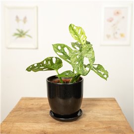 Monstera adansonii 'Mint'