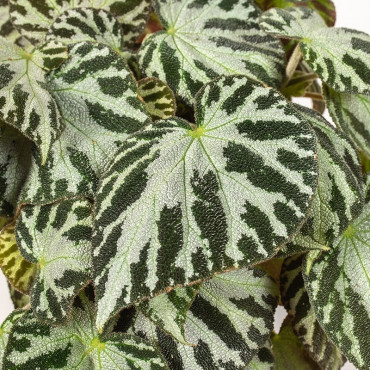 Begonia 'Silver Jewell'