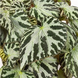 Begonia 'Silver Jewell'