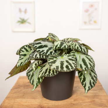 Begonia 'Silver Jewell'