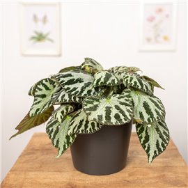 Begonia 'Silver Jewell'