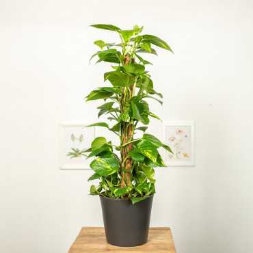 Epipremnum złociste na pniu | Duże