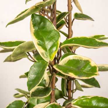Hoja 'Krimson Queen' | Piramida