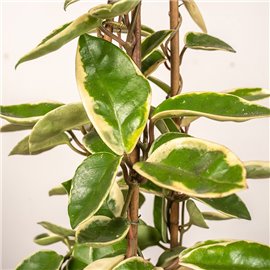 Hoja 'Krimson Queen' | Piramida