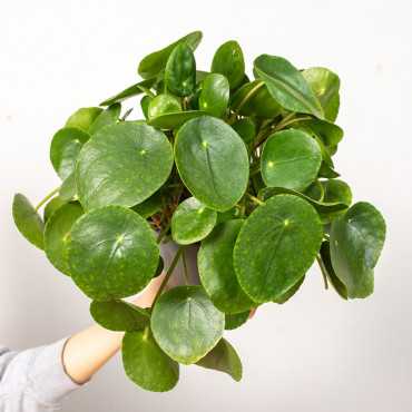 Pilea peperomiowata - Pieniążek | Duża