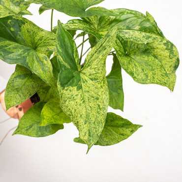 Syngonium 'Mottled Mojito'