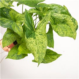 Syngonium 'Mottled Mojito'