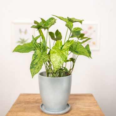 Syngonium 'Mottled Mojito'