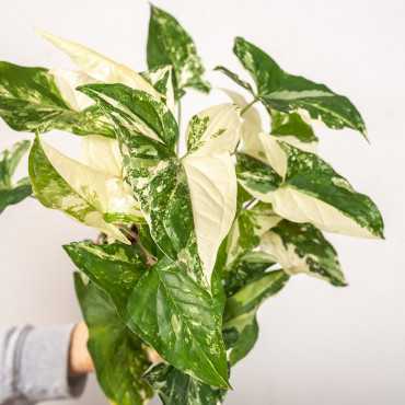 Syngonium 'Variegata'