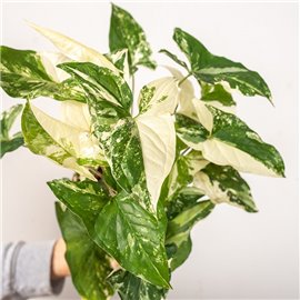Syngonium 'Variegata'