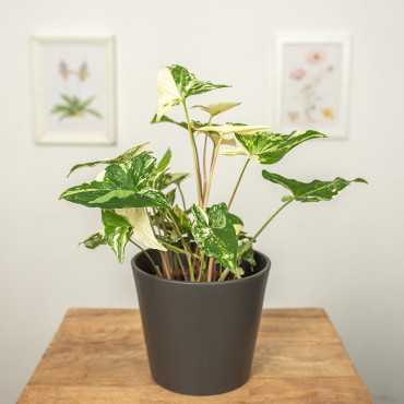 Syngonium 'Variegata'