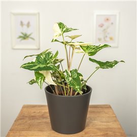 Syngonium 'Variegata'
