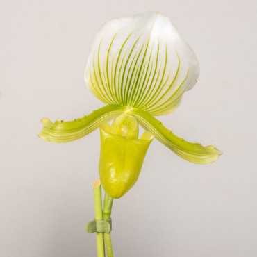 Storczyk Sabotek 'Femma'