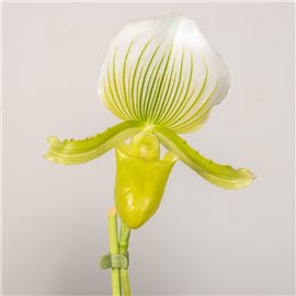 Storczyk Sabotek 'Femma'