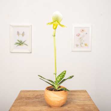 Storczyk Sabotek 'Femma'