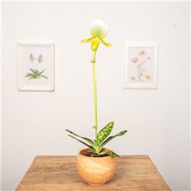 Storczyk Sabotek 'Femma'