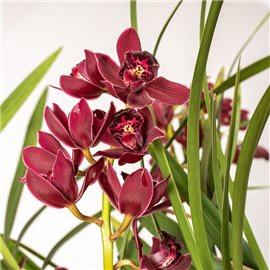 Storczyk Cymbidium | Wiszący