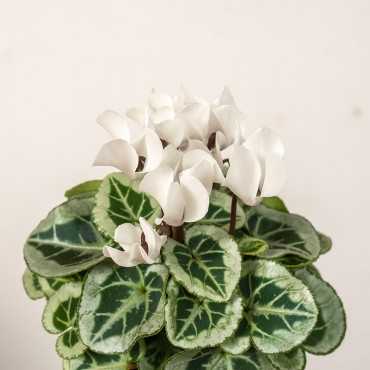 Cyklamen Picasso | Biały