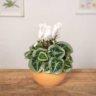 Cyklamen Picasso | Biały