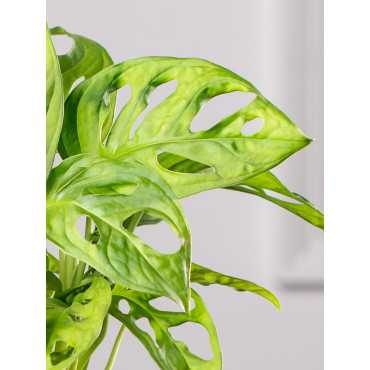 Monstera 'Monkey Mask' z przybraniem