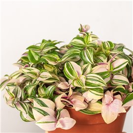 Trzykrotka 'Quatricolor'
