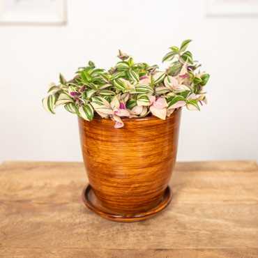 Trzykrotka 'Quatricolor'