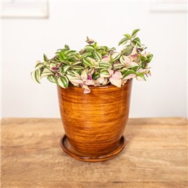 Trzykrotka 'Quatricolor'
