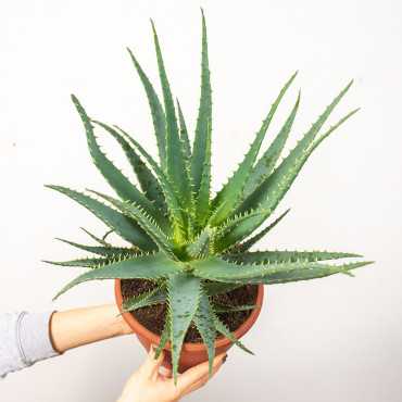 Aloes drzewiasty | Duży