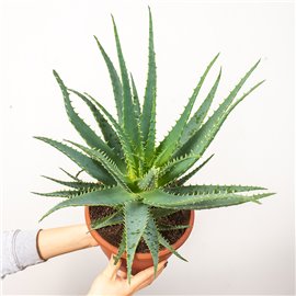 Aloes drzewiasty | Duży