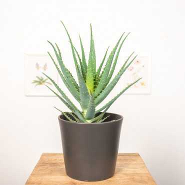 Aloes drzewiasty | Duży