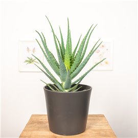 Aloes drzewiasty | Duży